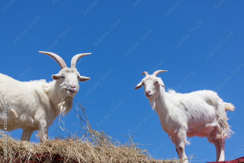 Obraz premium Goats with a Blue Sky