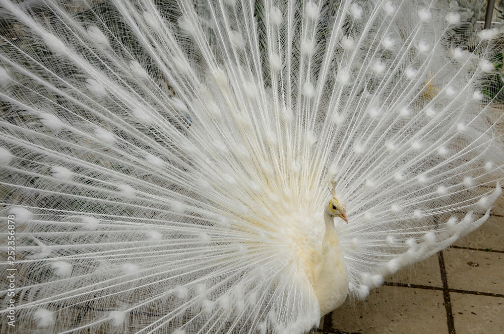 Obraz premium peacock with feathers out