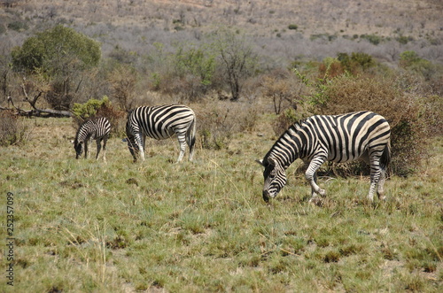 Zebra at Pilanesberg National Park  North West Province  South Africa