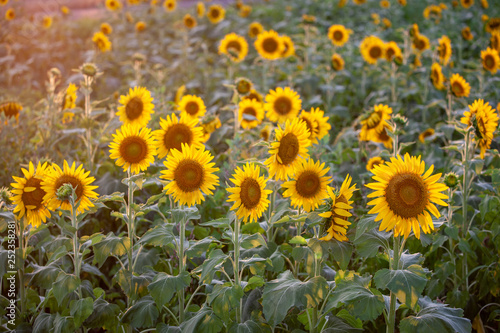 Sunflower