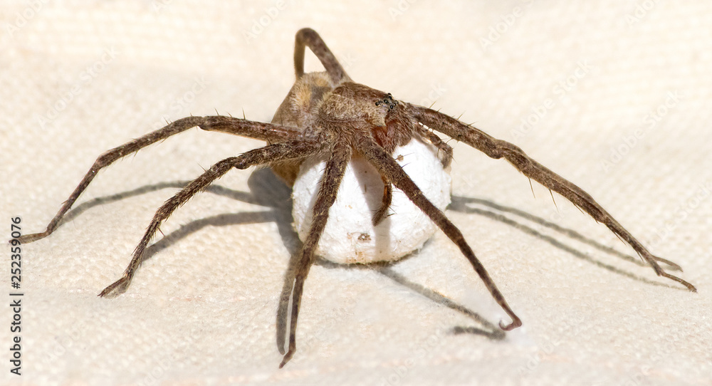 Nursery web spider protecting her egg cocoon Nursery web spider protecting her egg cocoon