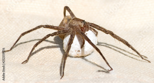 Nursery web spider protecting her egg cocoon