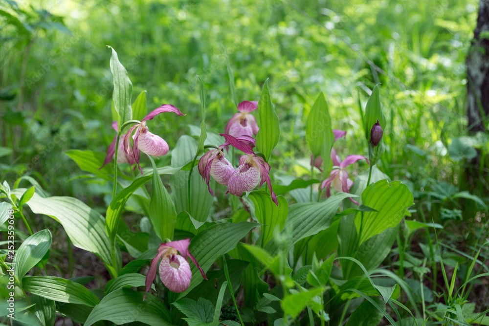 Fototapeta premium Bushwood of blooming rare specieswild orchids grandiflora Lady's Slipper (Cypripedium ventricosum) in the grove.