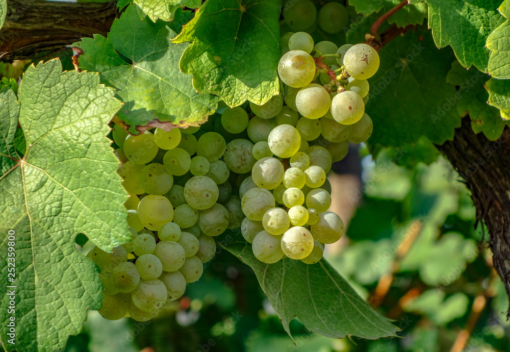 bunch of grapes on the vine