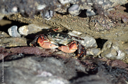 Pachygrapsus crassipes or striped shore crab