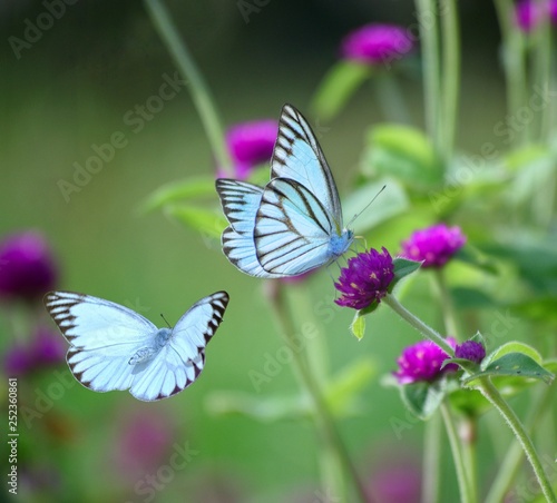 Butterfly In the garden