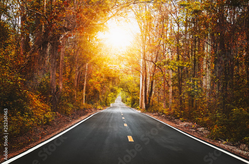 Country Road and Trees Beside with sunrise