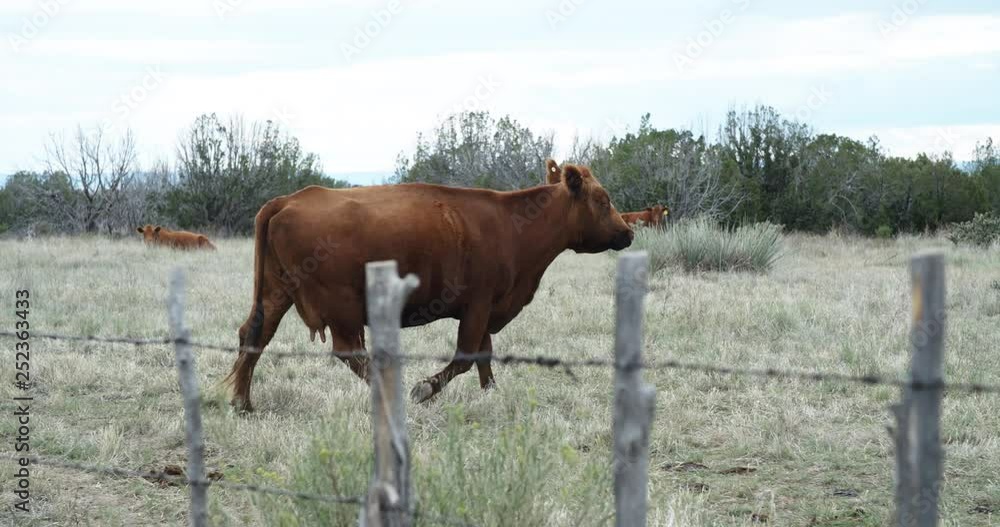 Large brown cow walking on prairie grass near barbed wire fence Large brown cow walking on prairie grass near barbed wire fence