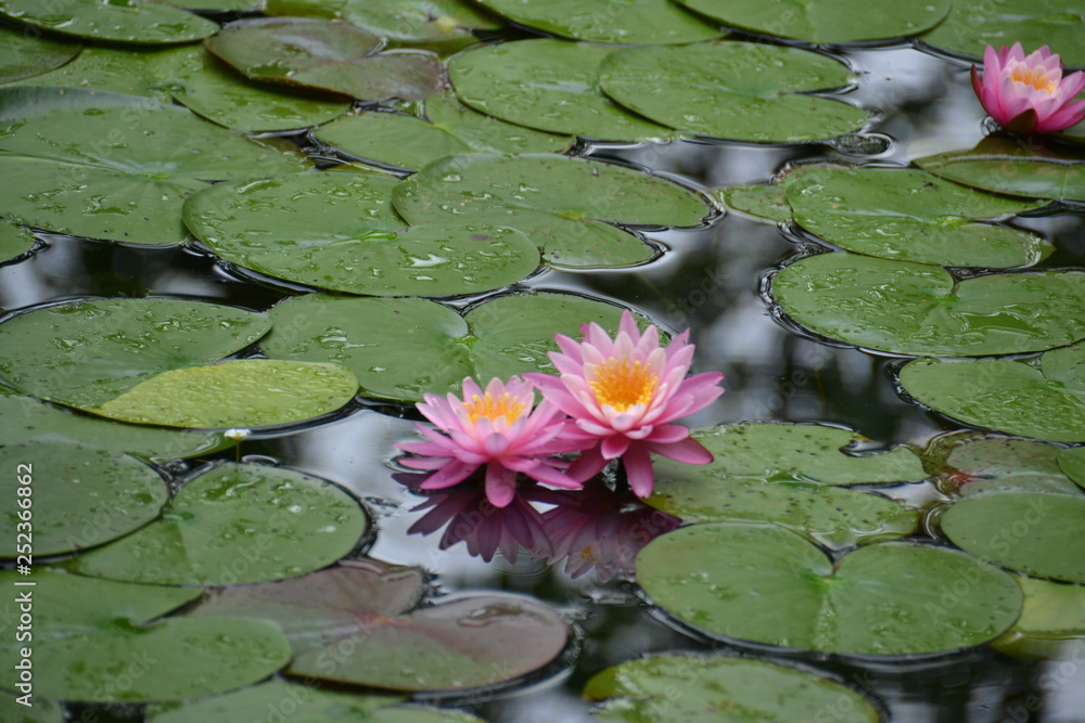 water lily in pond water lily in pond