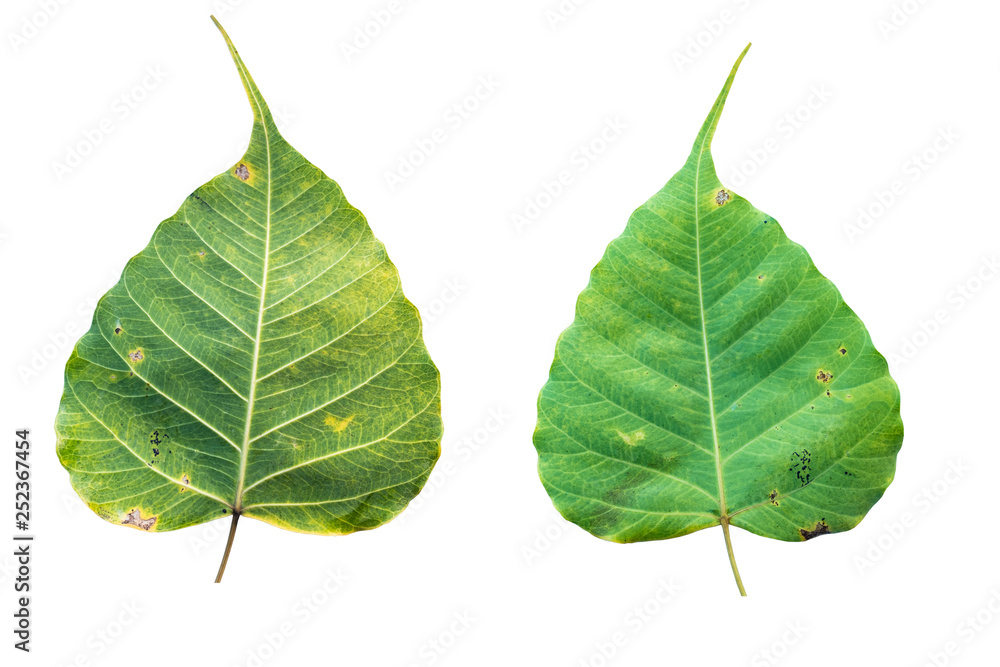 Fototapeta premium Blurred for Background.Sacred fig leaf (Bo Tree,Ficus religiosa L., Bohhi Tree , Pipal Tree) on white background.Clipping Path.