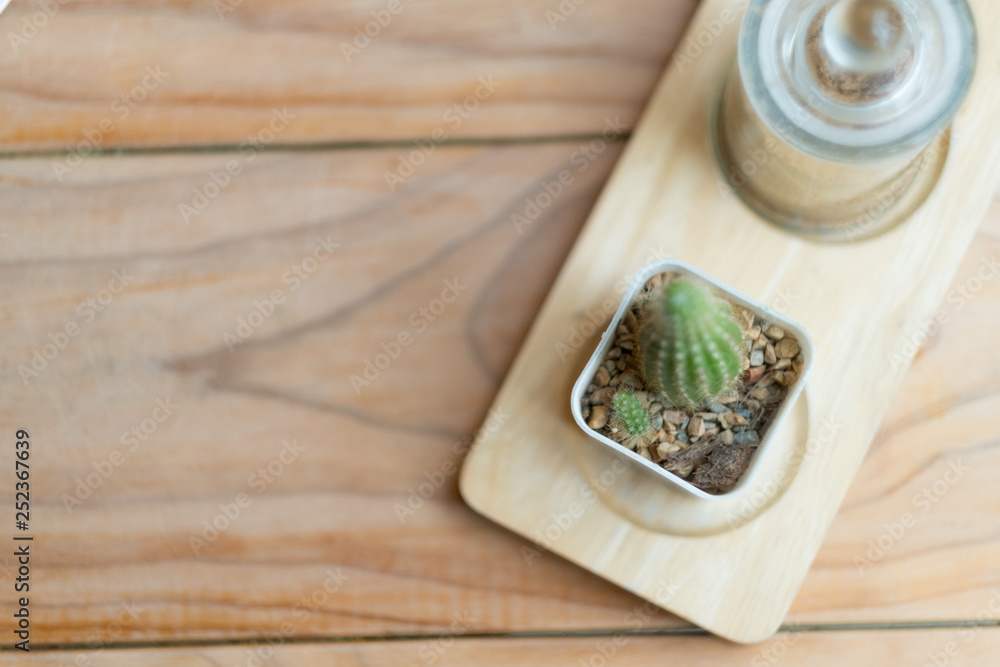 Cute mini tree cactus for decor Cute mini tree cactus for decor