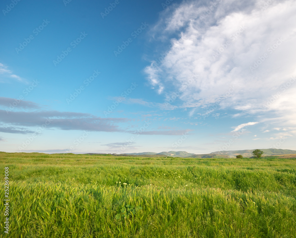 Green meadow in mountain at sunny day.