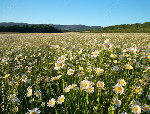 Spring daisy flowers in mountain meadow.