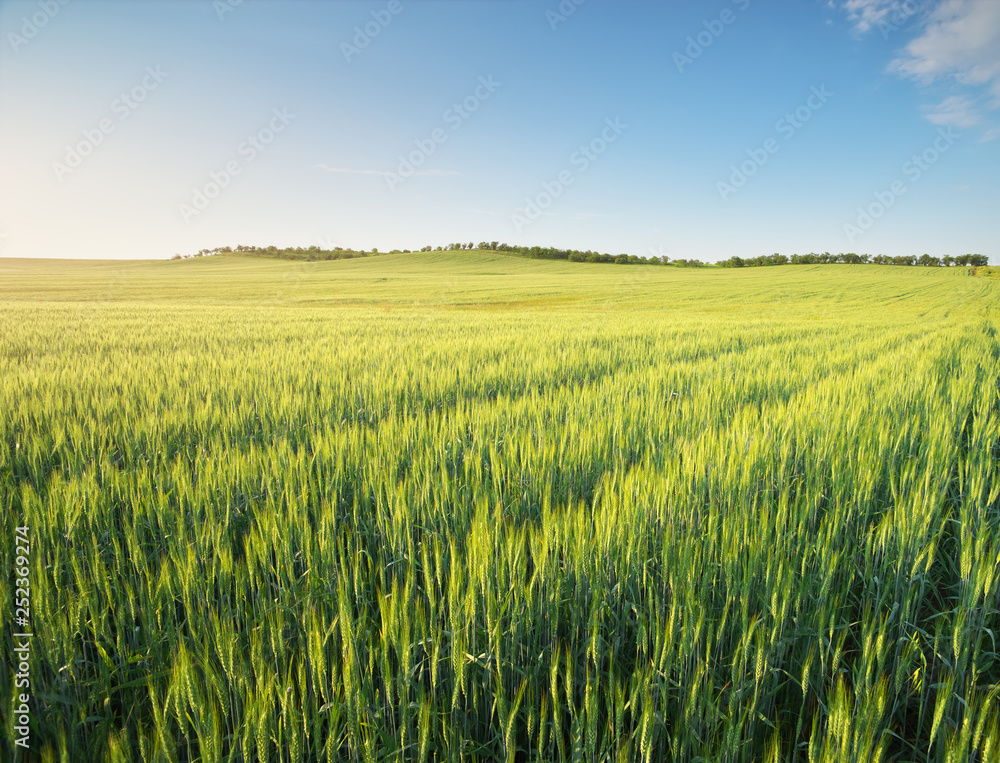 Meadow of wheat on sundown