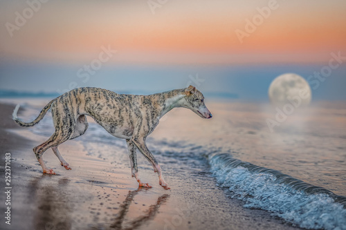 windhund  Whippet  am Strand zum Mondaufgang