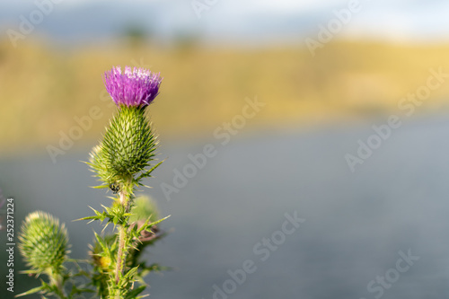 musk thistle on background of blue sky and lake