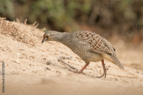 Grey francolin (Francolinus pondicerianus). Al Qudra lake. United Arab Emirates photo