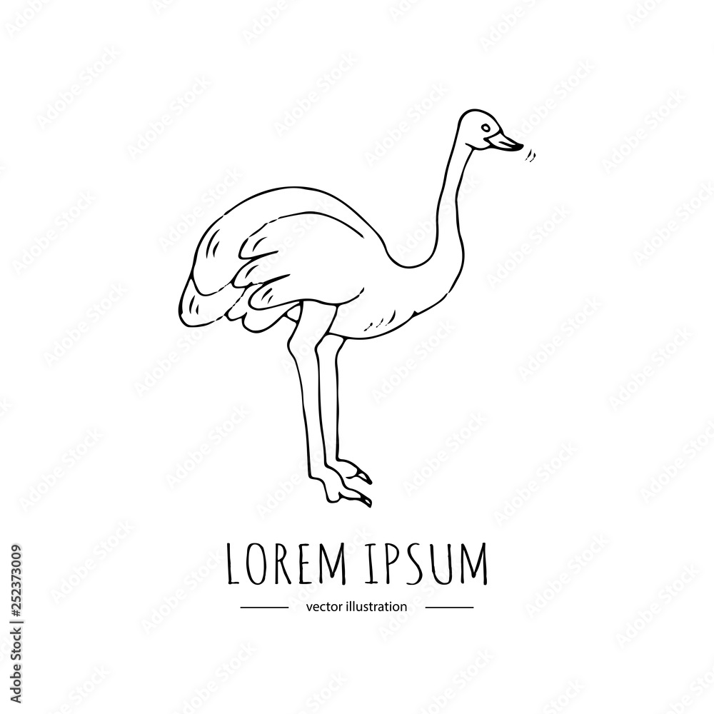 Hand drawn doodle ostrich icon Vector illustration Animal isolated on white background Australian national symbol Cartoon element Farm or wild bird silhouette Hand drawn doodle ostrich icon Vector illustration Animal isolated on white background Australian national symbol Cartoon element Farm or wild bird silhouette