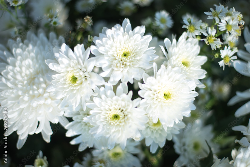 white flowers in garden white flowers in garden