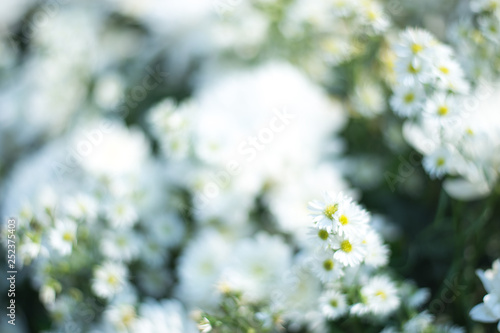 white flowers in the garden © Mini