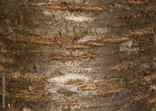 Tree bark texture of Prunus avium or wild cherry with beautiful shiny pattern