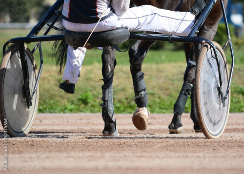 Legs of a trotter horse and horse harness. Harness horse racing in details.