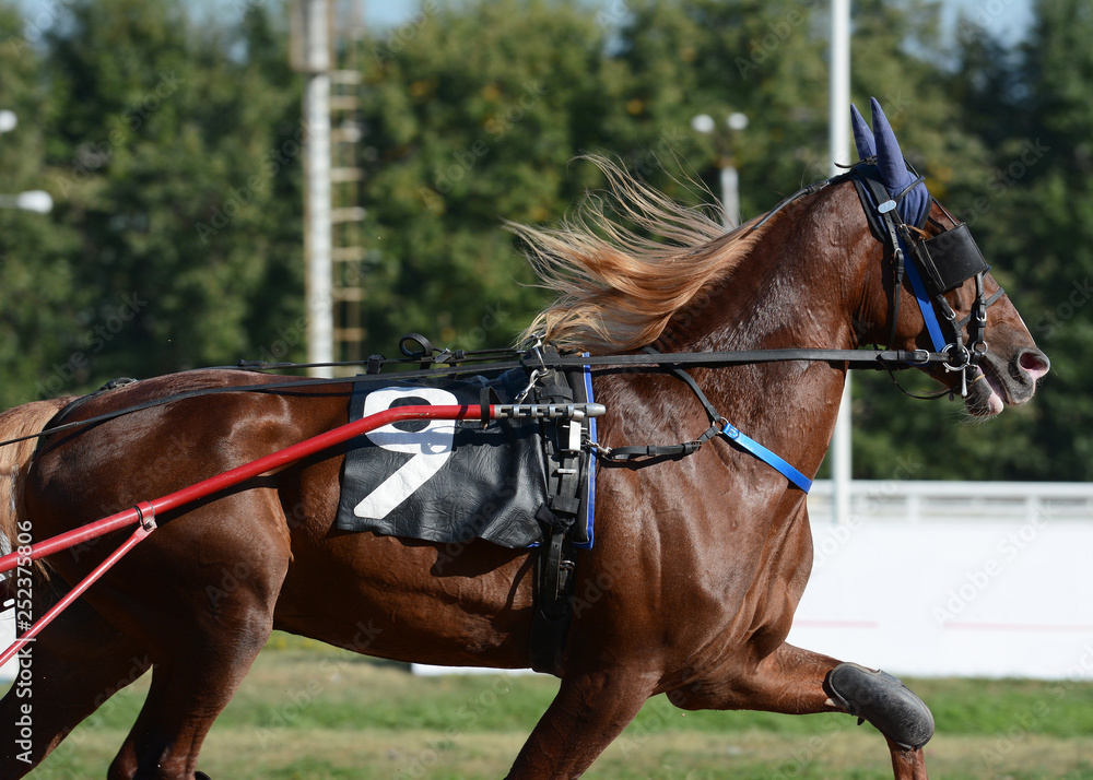 Portrait of a bay horse trotter breed in motion on hippodrome.