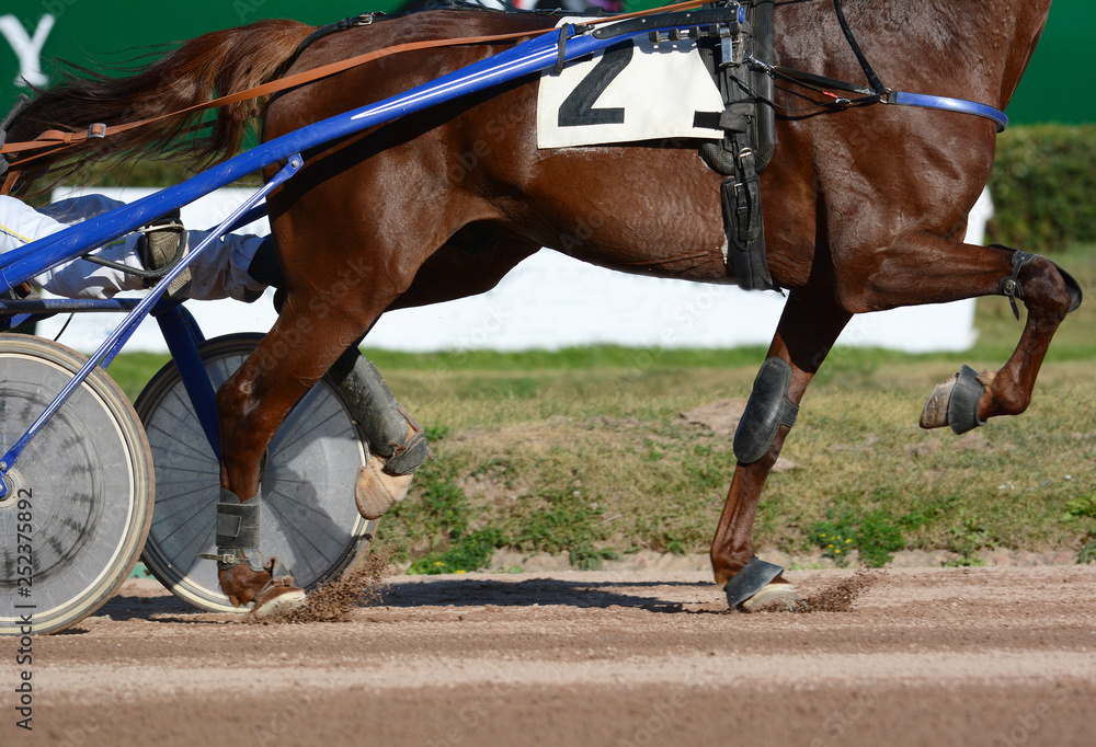 Legs of a red trotter horse and horse harness. Harness horse racing in details.