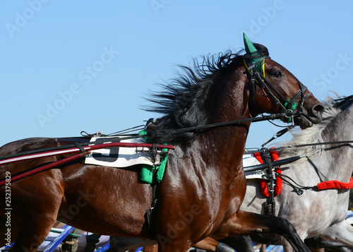 Portrait of a bay horse trotter breed in motion on hippodrome.
