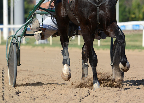Harness horse racing. Horses trotter breed in motion on hippodrome.