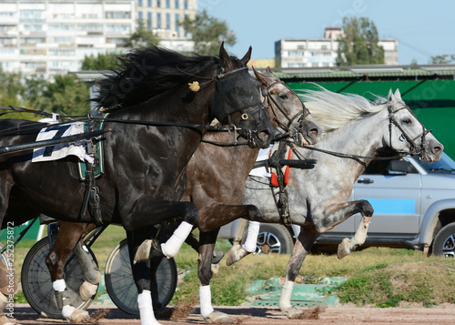 Obraz na płótnie Harness horse racing. Horses trotter breed in motion on hippodrome. w salonie