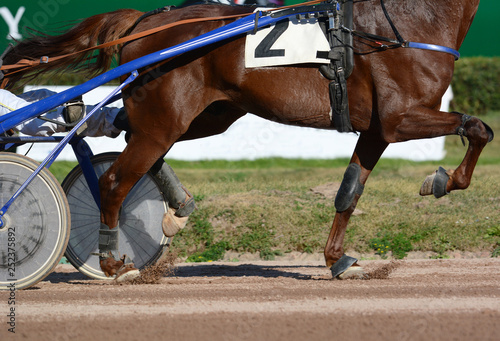 Obraz na płótnie Legs of a red trotter horse and horse harness. Harness horse racing in details. w salonie