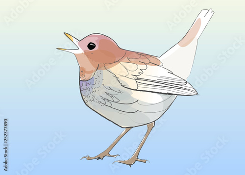 鳥