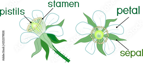 Structure of flower of raspberry plant