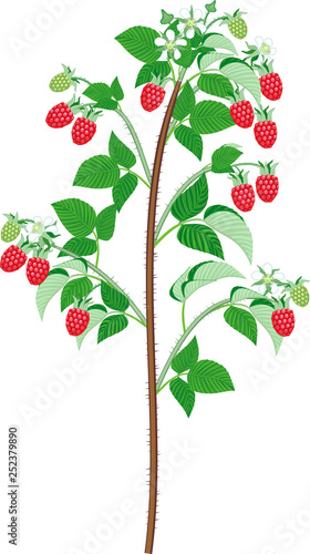 Raspberry plant (floricane) with ripe red berries isolated on white background photo