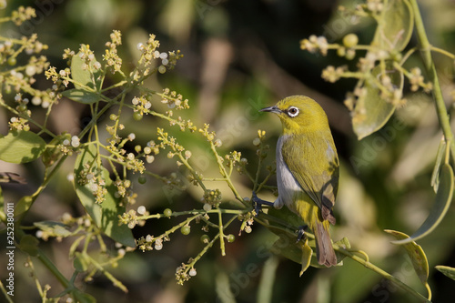 Oriental White Eye visits south of the country in winter. This year the number was significantly high. Were residing near the beach and enjoying jungle berries.