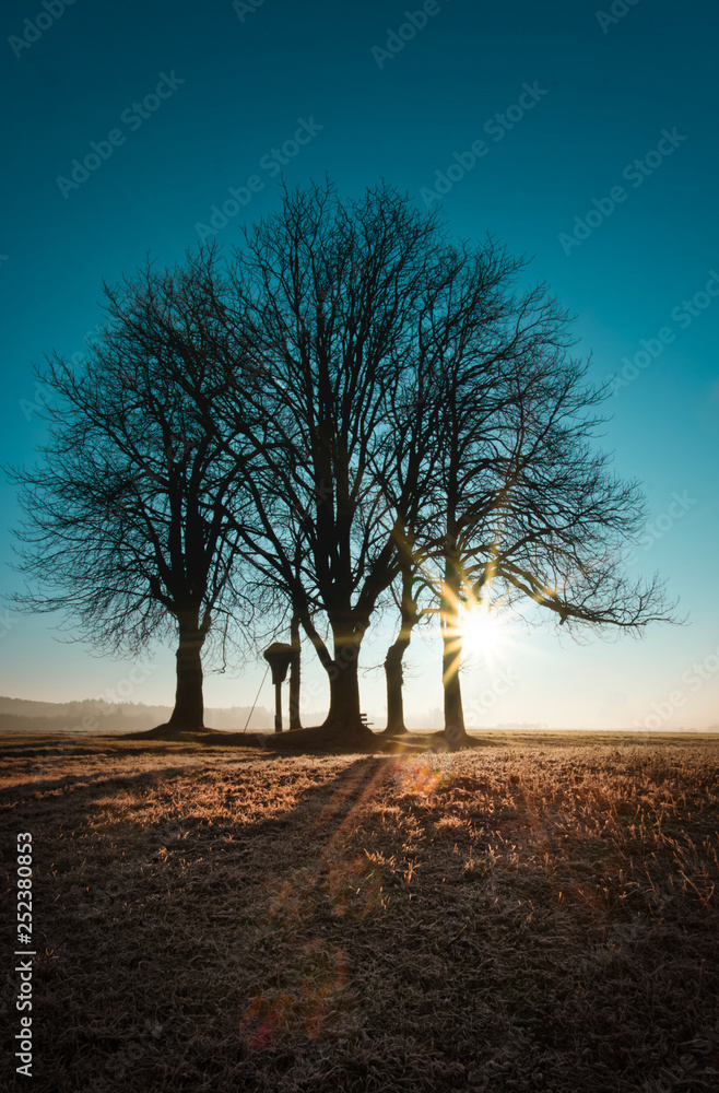 Fototapeta premium tree in the fog
