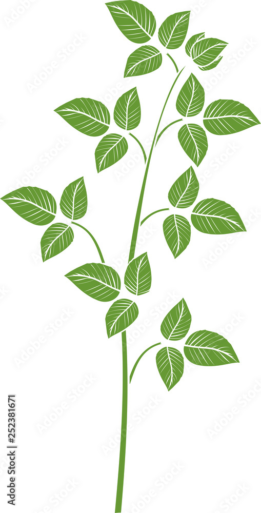 Raspberry branch with green leaves Raspberry branch with green leaves