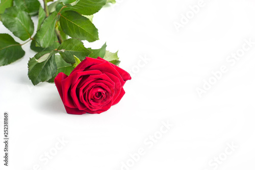 Beautiful Red Rose Flower with stem Isolated on White background. Concept for 8 march wedding with copy space