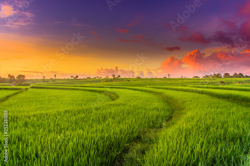 indonesia nature paddy fields natural beauty of bengkulu utara indonesia with mountain barisan and green nature