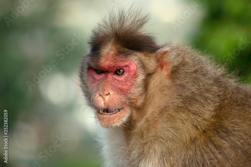 An angry looking rhesus macaque or monkey, Maharashtra, India.