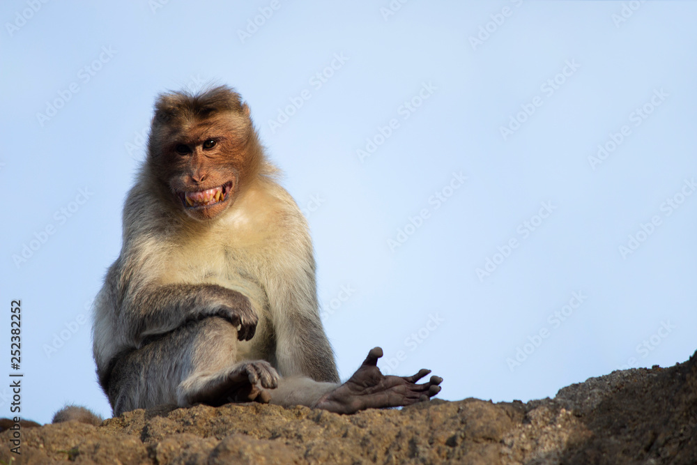 Rhesus macaque or monkey barring his teeth, Maharashtra, India.