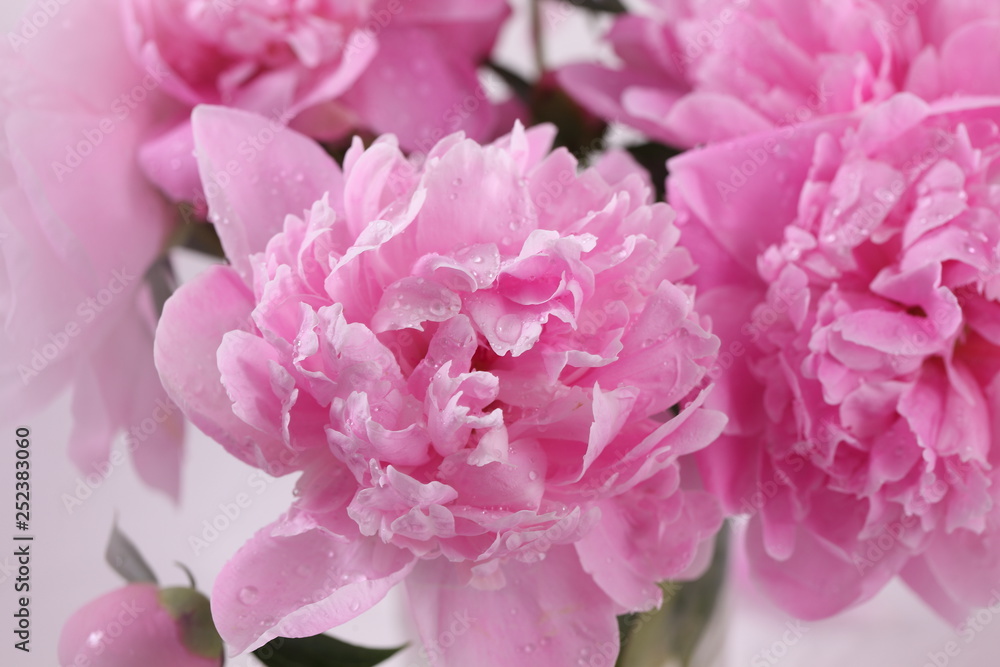 Peony 'Sorbet'  on a white background