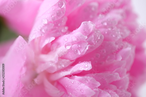 Peony 'Sorbet' on a white background