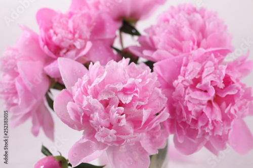 Peony 'Sorbet' on a white background