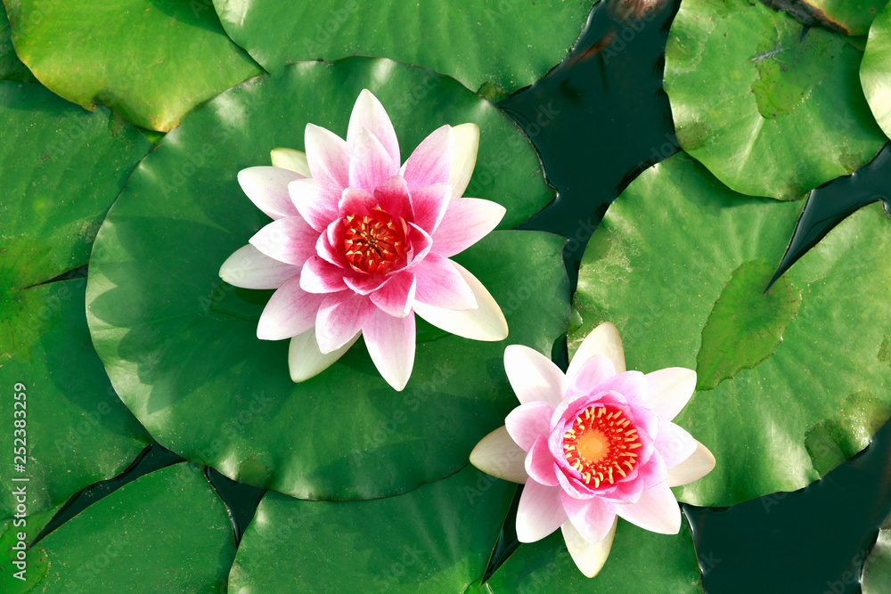 Pink water lily flowers with green leafs Pink water lily flowers with green leafs