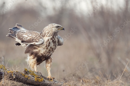 Fotografija Rough-legged Buzzard, Buteo lagopus, stands on a broken branch