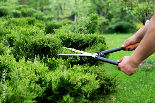 Cossack juniper ( lat. Juniperus sabina). Shearing of the juniper with gardening scissors, Soft focus. Garden art/ design/ landscape. Topiary. Blurred background with juniper.