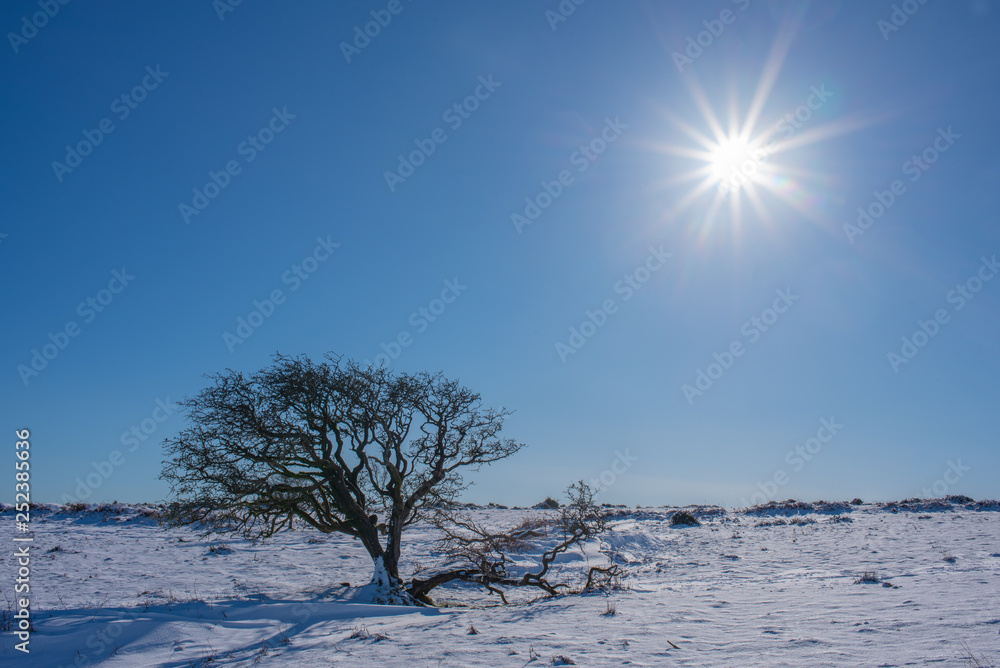 Fototapeta premium Lone tree on sunny, snowy day in Dartmoor National Park, Devon, UK