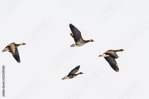 マガンの群飛 © sandpiper